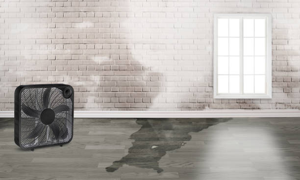Best Carpet water damage restoration  in Coram, NY